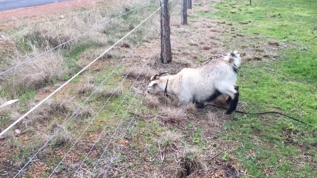 Skoczna koza vs. ogrodzenie pod napięciem [WIDEO]
