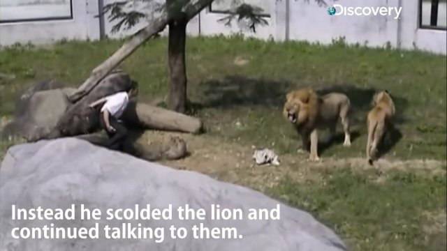 Mężczyzna wspina się do wybiegu dla lwów, aby z nimi "porozmawiać"