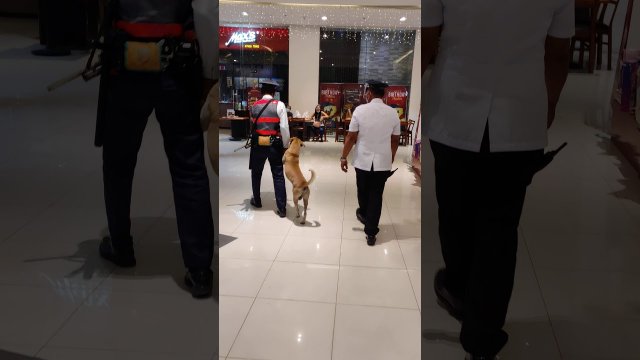 Ochroniarz wyprowadza bezpańskiego psa z galerii handlowej