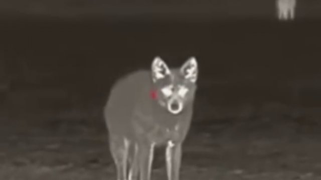 Rolnik wykorzystuje noktowizor, aby zabić 65 kojotów w jedną noc