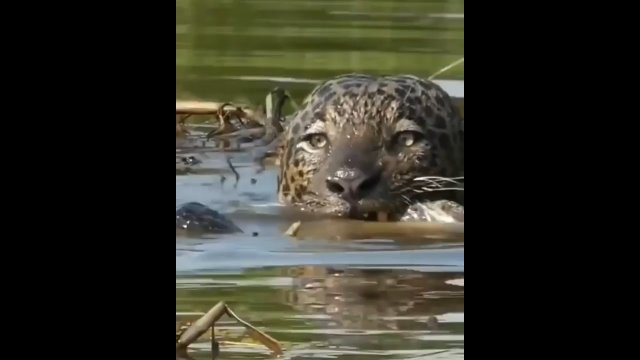 Takie polowania to rzadkość w świecie zwierząt! Bezlitosny atak jaguara