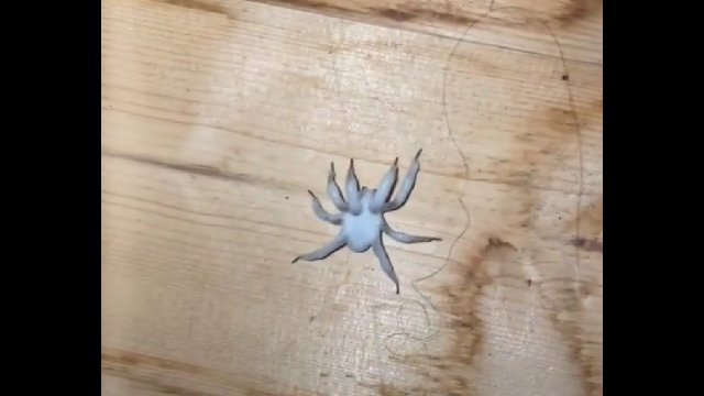 Pasożytniczy grzyb, który zamienia pająka w zombie [WIDEO]