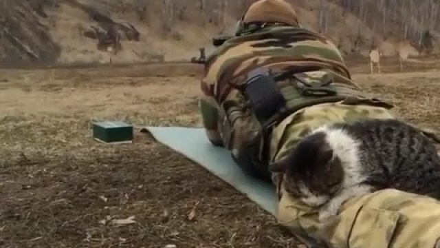 Nawet kot czuje się bezpiecznie przy ukraińskim żołnierzu