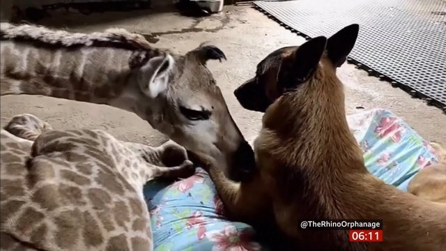 Pies stróżujący i porzucona żyrafa jako najlepsi przyjaciele
