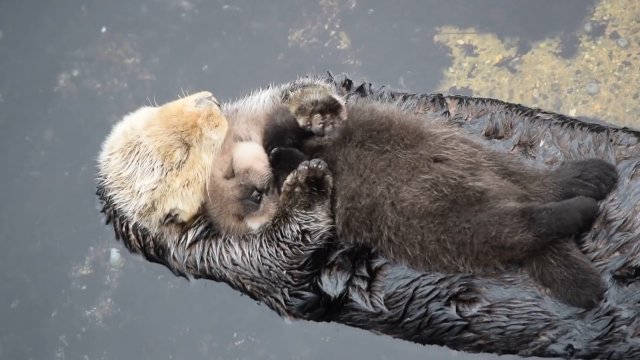 Urodzona wczoraj wydra morska próbuje zasnąć na swojej mamie