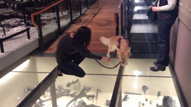 Pies pierwszy raz chodzi po szklanej podłodze