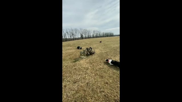 3 psy border collie demonstrują swoje niezwykłe umiejętności, kierując stadem kaczek