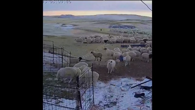 Mastif tybetański broni stado owiec przed wilkiem