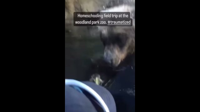 Niedźwiedź zjadł kaczkę na oczach przerażonych turystów
