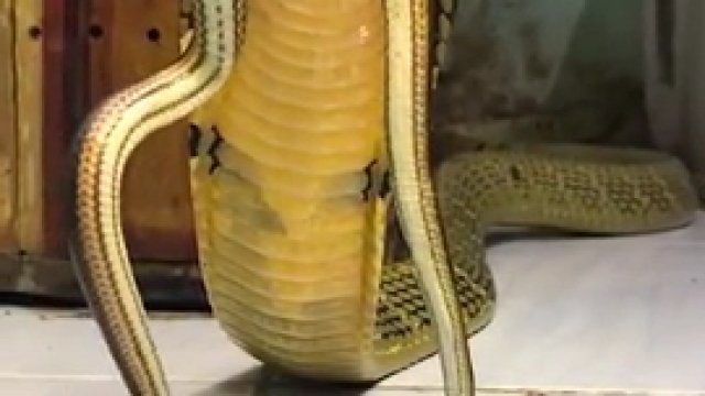 Kobra królewska warczy zamiast syczeć