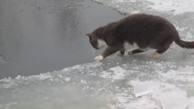Kotek poluje na rybę w przeręblu