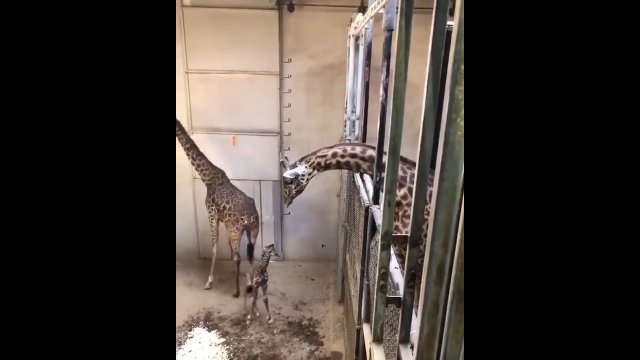 Tatuś żyrafa odwiedza swojego nowonarodzonego syna.