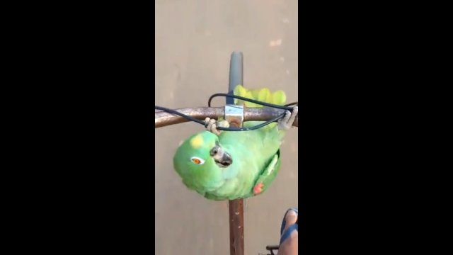Słodka papuga jeździ na rowerze razem ze swoim właścicielem