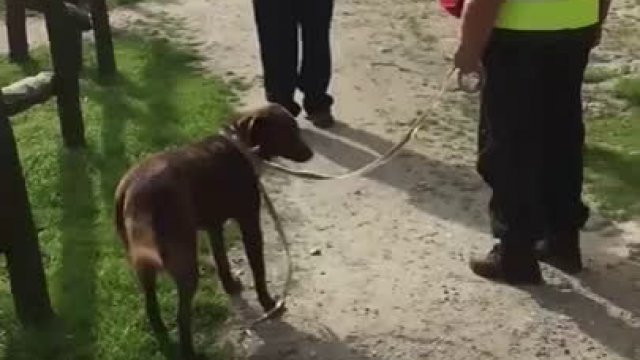 Pies spotyka się z właścicielem po 3 latach kiedy uświadamia sobie że to jego Pan zaczyna mdleć.