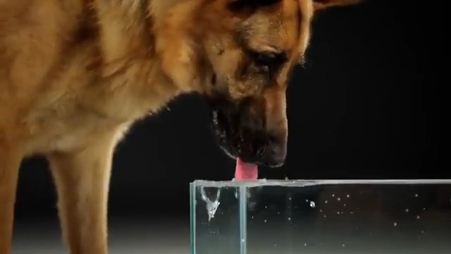 Czy widziałeś, jak twój pies pije wodę? Zobacz to w zwolnionym tempie
