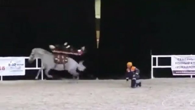 Transport rannego na noszach za pomocą konia