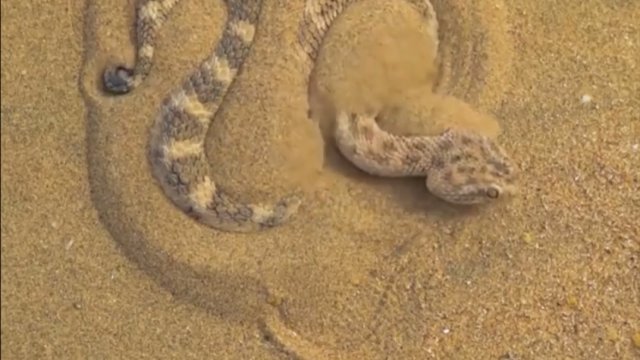 Żmija piaskowa ukrywa się, aby zapolować na ofiarę