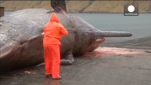 Eksplodujące zwłoki wieloryba zostały uwiecznione na nagraniu [WIDEO]
