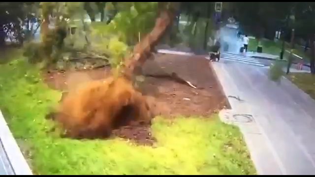Drzewo spadło na człowieka podczas huraganu w Moskwie