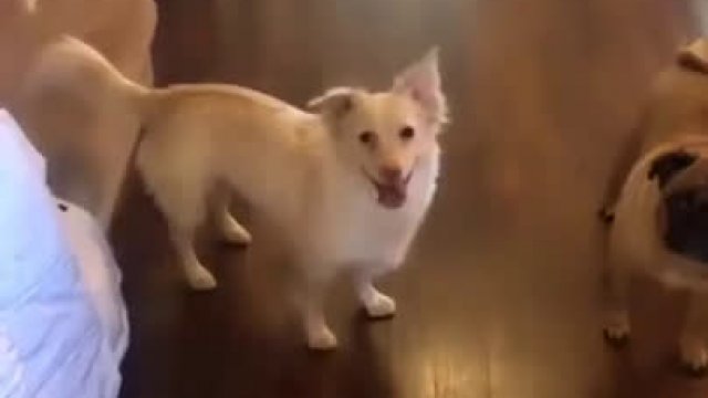 Jak wyjaśnić głuchemu psu że idzie na spacer