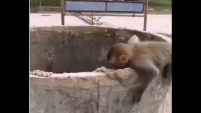 Małpa ratuje inną małpę