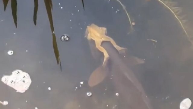 Ryba dająca darmową przejażdżkę żabie