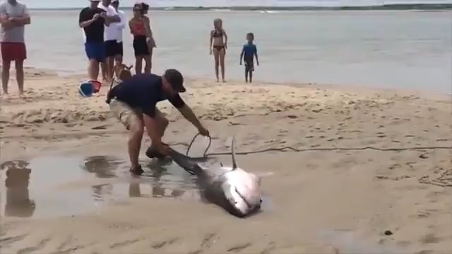 Ludzie uratowali rekina uwięzionego na plaży [WIDEO]