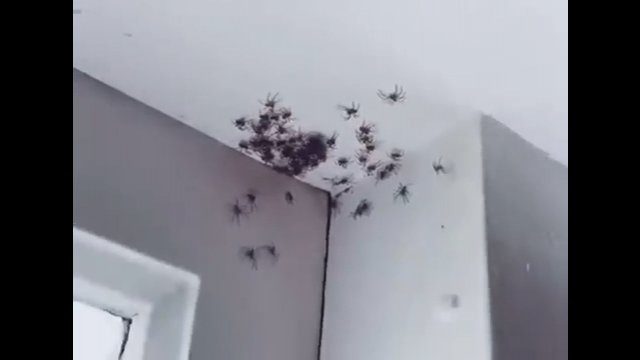 Młode pająki wyłaniające się ze szczelin w ścianach.