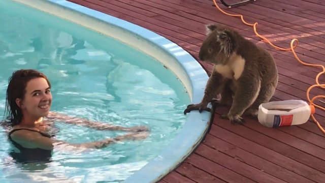 Koala przyszedł, napić się wody z basenu.