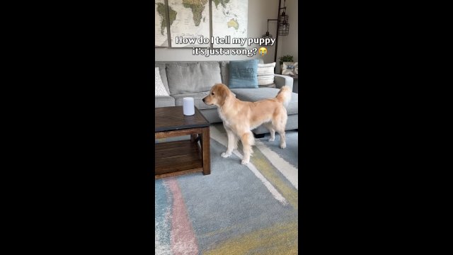 Niespodziewana reakcja psa na piosenkę. Zaskoczył właścicieli! [WIDEO]