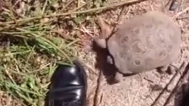 Mały zółw przebiegł długą drogę, żeby zaatakować but
