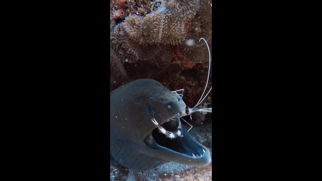 Krewetki i koralowce sprawdzają zęby mureny olbrzymiej