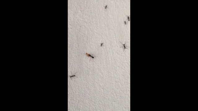 Mrówka próbowała ukraść jajo. Zostało zaatakowana przez inne mrówki