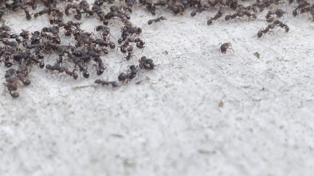 Niesamowite nagranie pokazuj coś, co wydaje się być epicką bitwą między koloniami mrówek