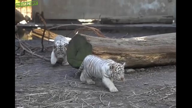 Tygrysy już od małego posiadają instynkt polowania