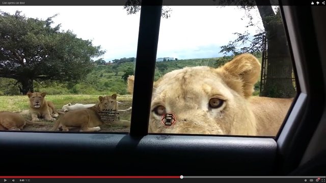Lwica otwiera drzwi samochodu i zagląda do środka