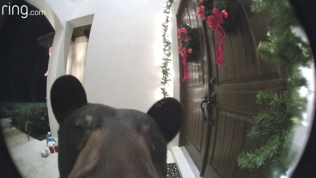 Niedźwiedź dzwoni do drzwi na Florydzie w domu