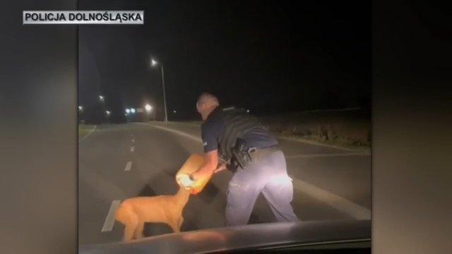 Sarna z kanistrem na łbie wbiegła na drogę. Nietypowa interwencja policjantów