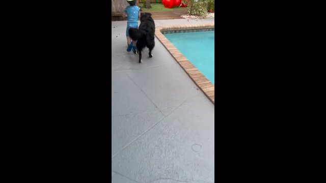 Pies pilnuje małego chłopca, żeby ten nie wpadł do basenu
