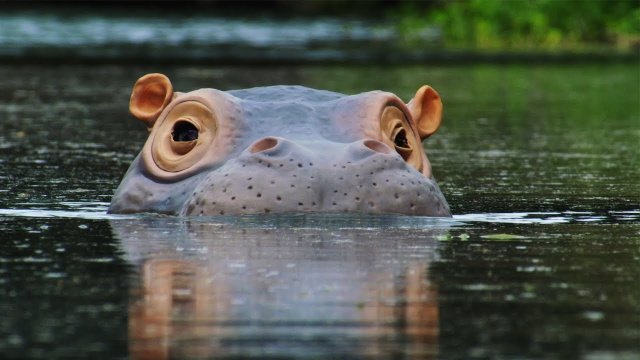 Co odkrył szpieg hipopotam