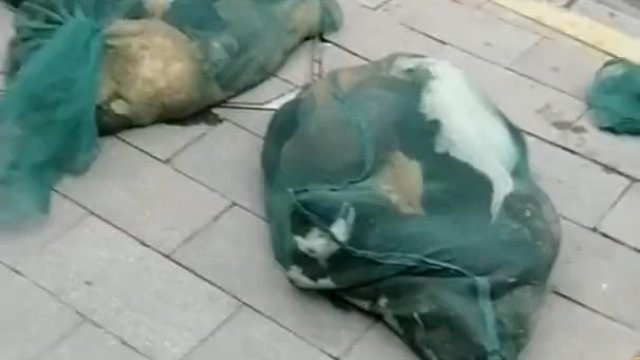 Zwierzęta zapakowane w workach w Szanghaju w Chinach