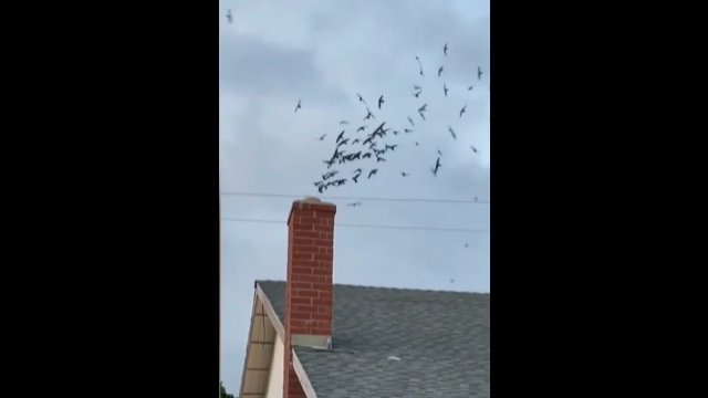 Ptaki postanawiają przejęć jeden z domów w sąsiedztwie