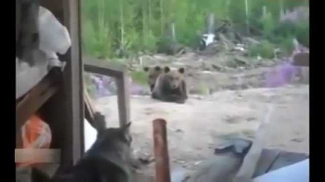 Trzech pracowników nagrało swoje ostatnie chwile przed śmiercią z ręki niedźwiedzia brunatnego