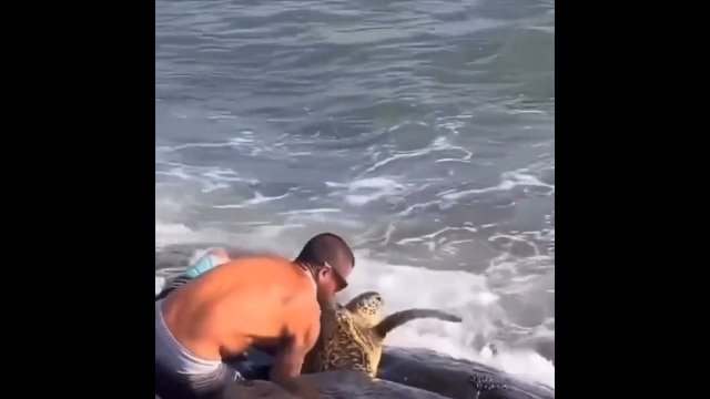 Zauważył żółwia, który utknął między skałami. Facet zareagował natychmast! [VIDEO]