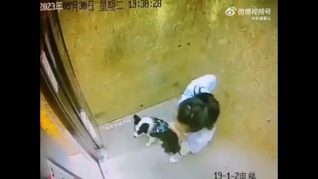 Psy nie mają lekko w Chinach. Beznadziejne zachowanie kobiet w windzie