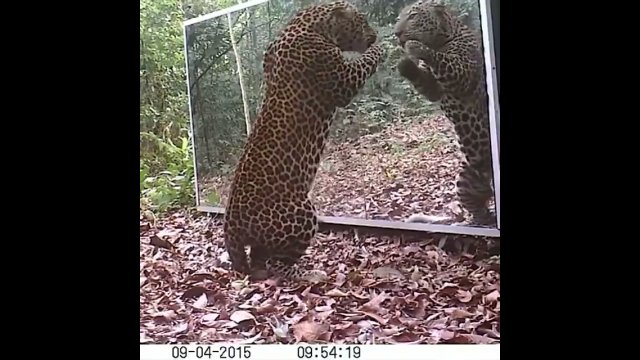 Zabawna reakcja jaguara na własne odbicie w lustrze [WIDEO]