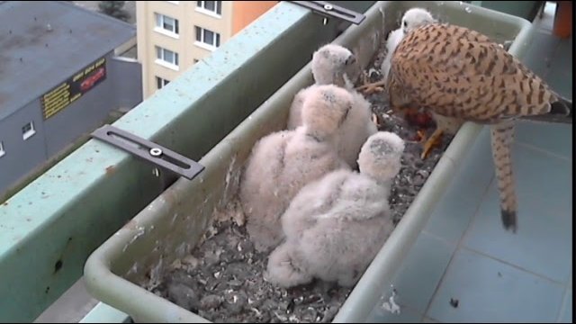 Pustułkowa rodzina żyjąca sobie na balkonie - Pora karmienia młodych