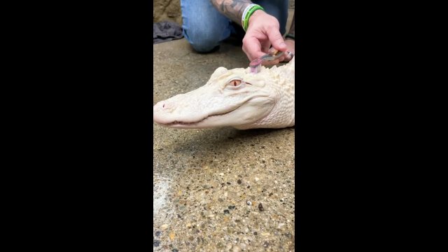 Niezwykle rzadki przypadek aligatora albinosa [WIDEO]