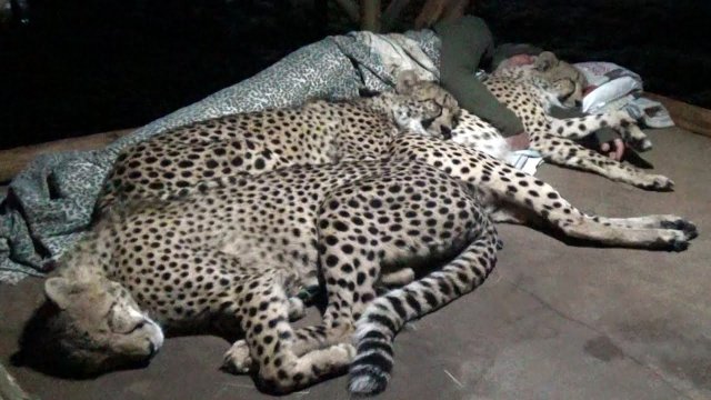 Jak sypiają gepardy