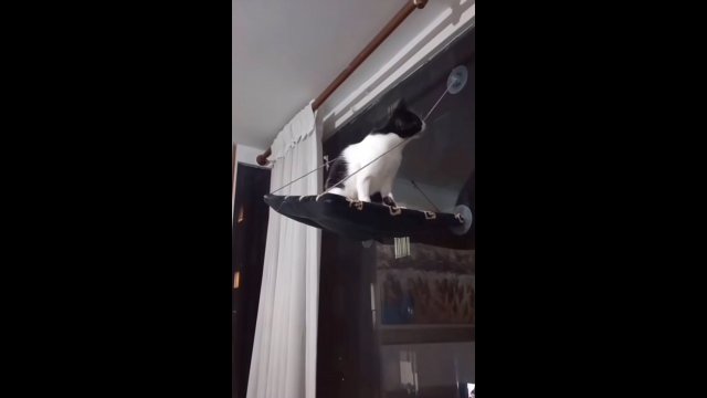 Kot przegryzł sznurek. Po chwili zrozumiał jak głupią rzecz zrobił